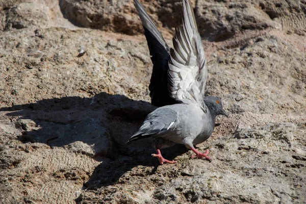 Pigeon Unique Assis Sur Fond Rocheux — Photo