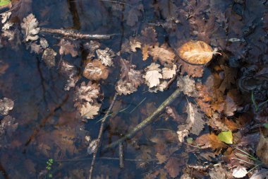 Sonbahar mevsiminin yapraklı desenli arka planı