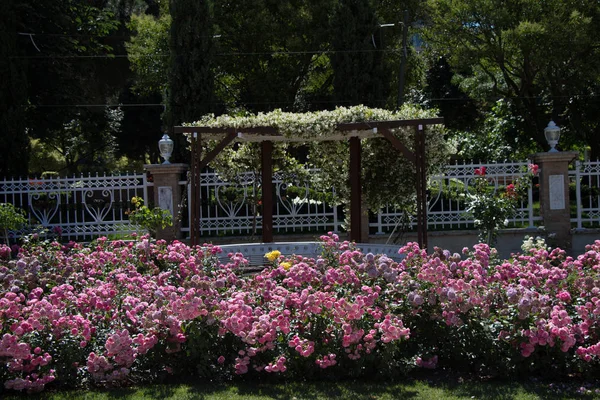 Gül Bahçesinde Güzel Renkli Güller — Stok fotoğraf