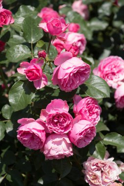 Bahar bahçesinde çiçek açan güzel güller