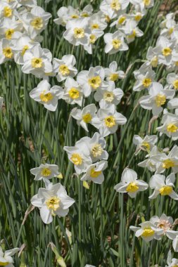 Çiçekler çiçek arkaplan dokusunu oluşturur