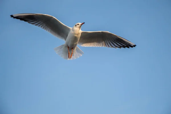 背景として空を飛ぶ一羽のカモメ — ストック写真