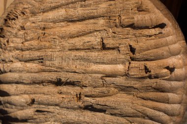 Ahşap doku ve doğal desenler arka plan olarak oyma