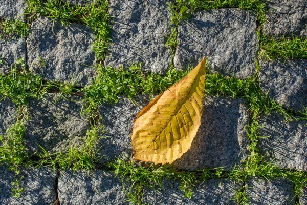 Una Foglia Secca Separata Dei Tempi Autunno — Foto Stock