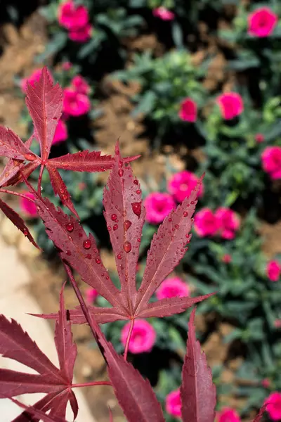 花を咲かせる花の背景色 — ストック写真