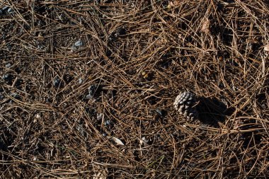 Sonbahar mevsiminin yapraklı desenli arka planı