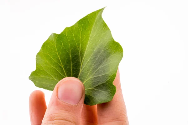 Mano Che Tiene Una Foglia Verde Uno Sfondo Bianco — Foto Stock