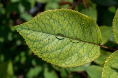 Üzerinde su damlaları olan ayrı bir yeşil yaprak.