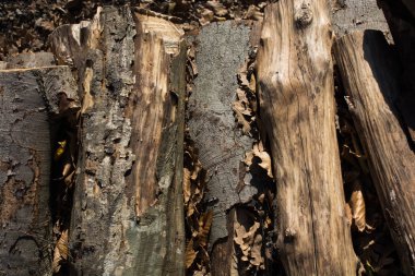 Ağaç gövdesi yüzeyini arkaplan dokusu olarak kes