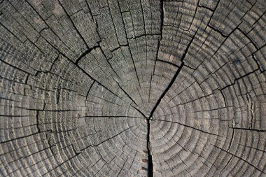 Ağaç gövdesi yüzeyini arkaplan dokusu olarak kes