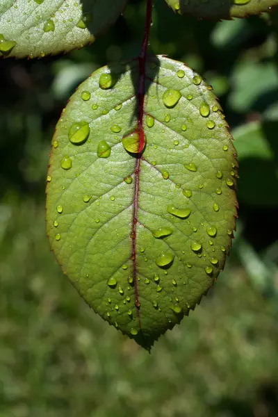 Один Отдельный Зеленый Лист Капельками Воды Нем — стоковое фото