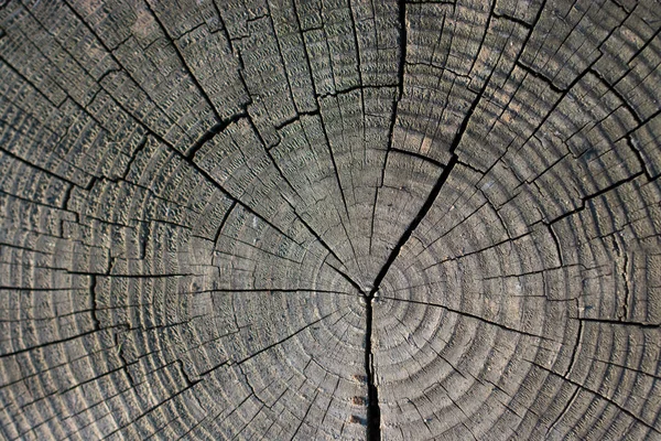 Ağaç gövdesi yüzeyini arkaplan dokusu olarak kes