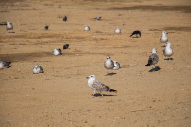 Kahverengi topraklı martılar yerde.