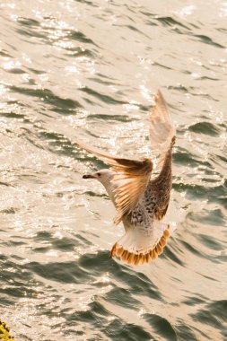 Arka planı deniz olan tek bir martı.