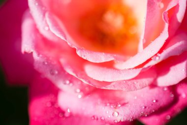 Üzerinde su damlaları olan güzel renkli bir gül.