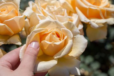 Renkli bir gül çiçeğini tutarken