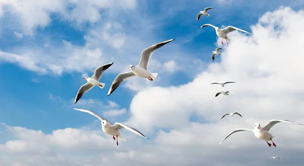 Les Pigeons Volent Dans Ciel Dessus Mer Istanbul Dans Environnement — Photo