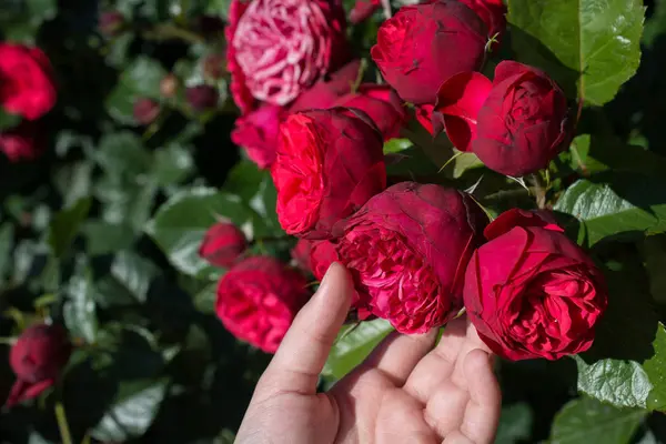 Beautiful Fresh Roses Hand — Stock Photo, Image