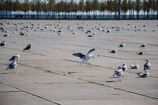 カモメはコンクリートの地面に休んでいます — ストック写真