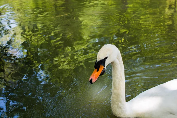 Cisnes Solteiros Vivem Ambiente Natural — Fotografia de Stock