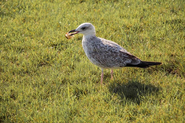 Beautiful Seaside Bird Seagull Green Grass — Stock Photo, Image