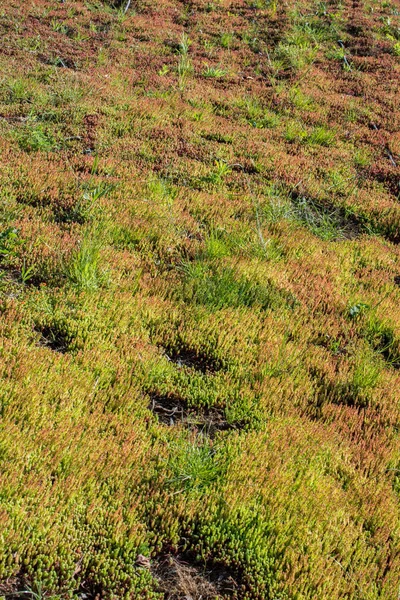Bahar mevsiminin yeşil yaprakları