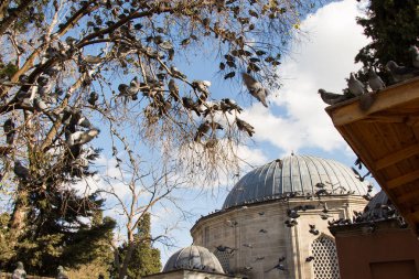 İki Yataklı güvercinler kubbe yan tarafından havada