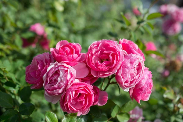 Flores Hermosas Rosas Colores Fondo Del Jardín —  Fotos de Stock