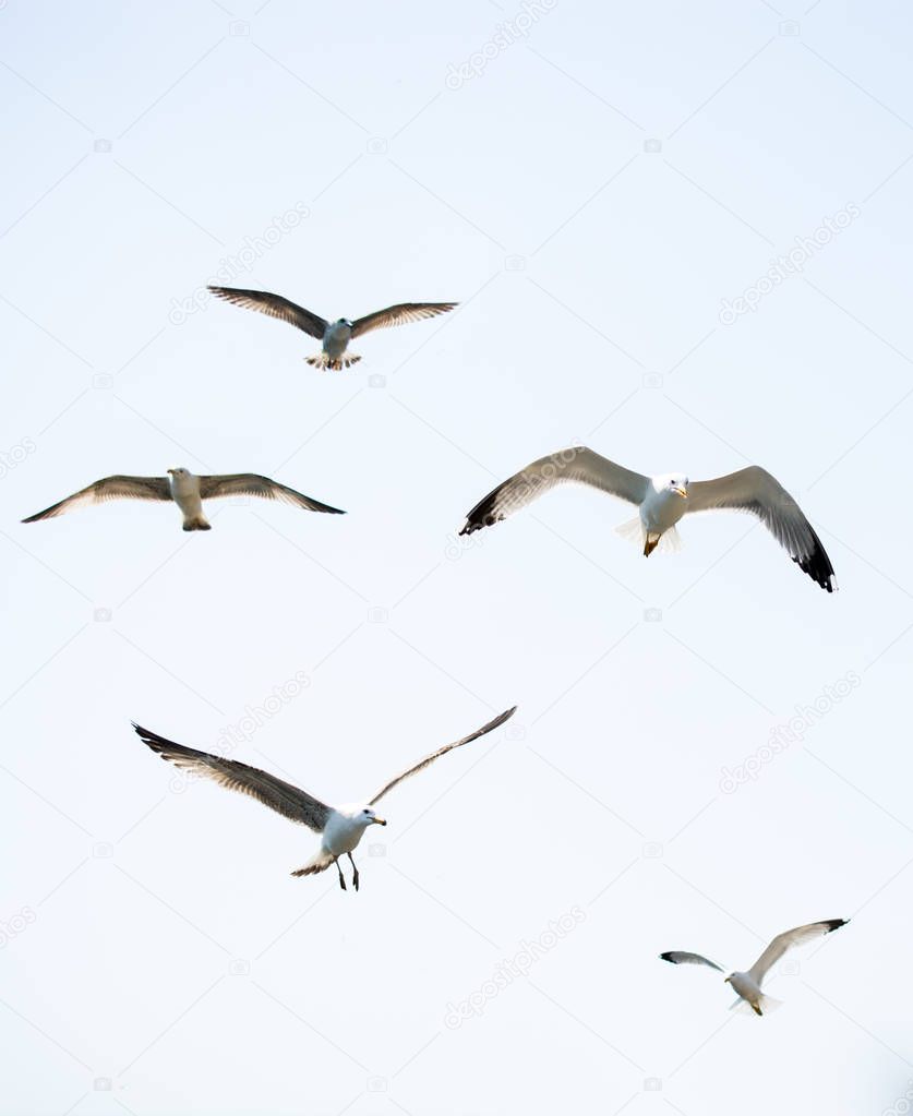 Flock of seagulls skying  in the sky