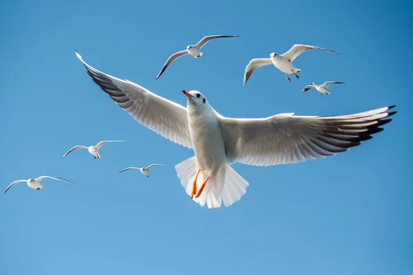 Gaivota Única Voando Fundo Azul Céu — Fotografia de Stock