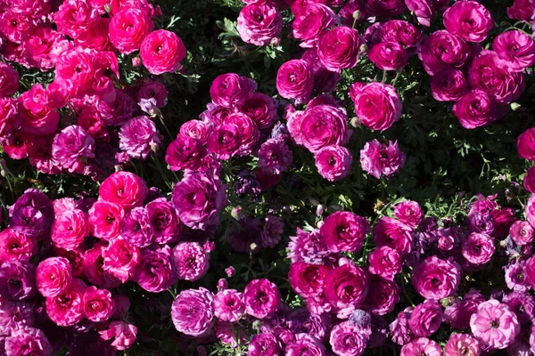 Blühende Bunte Tulpenblumen Garten Als Floraler Hintergrund — Stockfoto