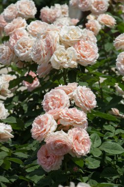 Bahar bahçesinde çiçek açan güzel güller