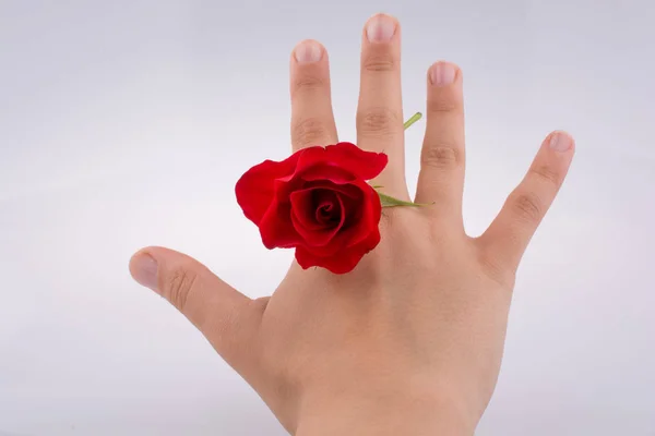 Hand Met Een Rode Roos Tegen Een Witte Achtergrond — Stockfoto