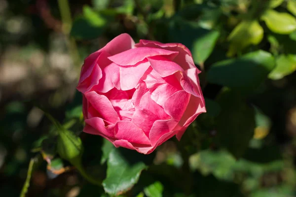 Floreciente Hermosa Rosa Colores Fondo Naturaleza Jardín — Foto de Stock