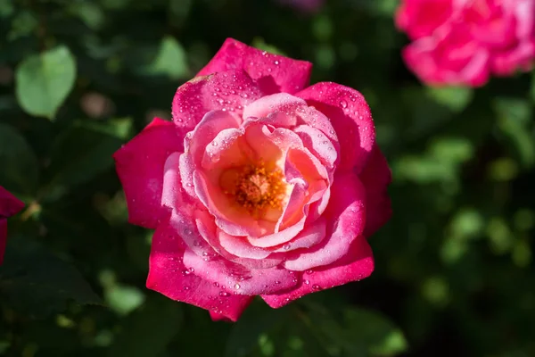 Floreciente Hermosa Rosa Colores Fondo Naturaleza Jardín — Foto de Stock