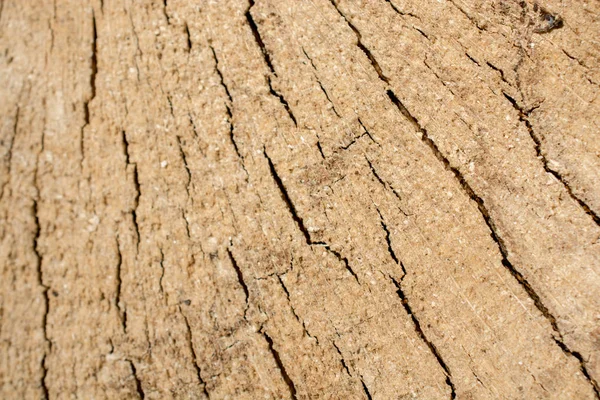 Wood Texture Natural Pattern Background — Stock Photo, Image