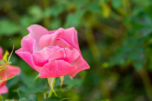 Квітуча Красива Барвиста Троянда Фоні Садової Природи — стокове фото
