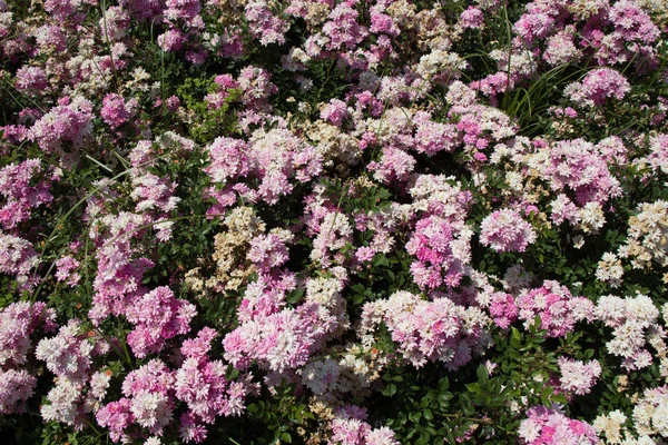 Blühende Schöne Bunte Rosen Als Floraler Hintergrund — Stockfoto