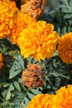 Çiçek açan güzel renkli taze doğal çiçekler.