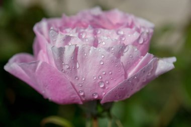Yakından bakınca güzel taze güller.