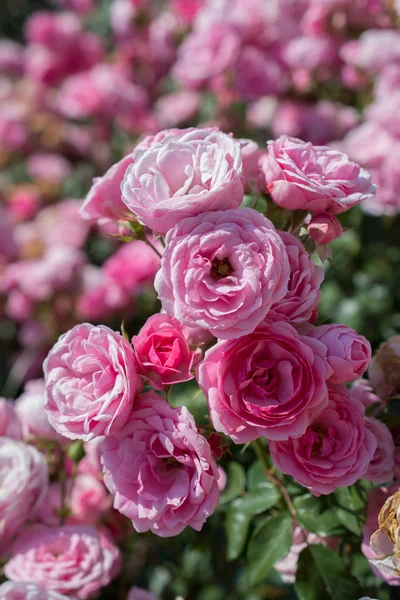 Virágzó Gyönyörű Csokor Rózsa Tavaszi Kertben — Stock Fotó