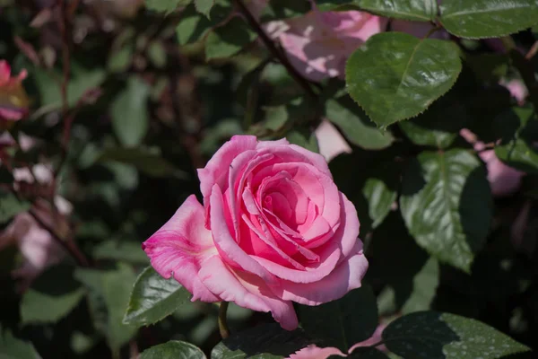 Hermosas Rosas Frescas Vista Cerca —  Fotos de Stock