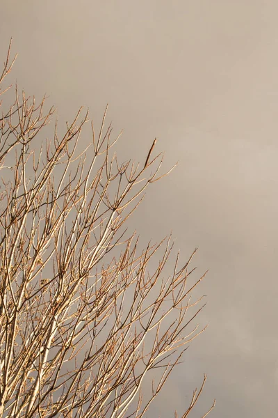 Achtergrond Van Het Herfstseizoen Met Bomen — Stockfoto