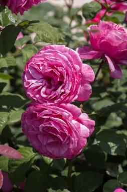 Bahçenin arka planında çiçek açan iki renkli gül