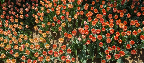 Blooming Colorful Tulip Flowers Garden Floral Background — Stock Photo, Image