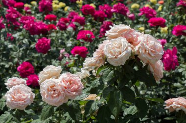 Bahar bahçesinde çiçek açan güzel güller