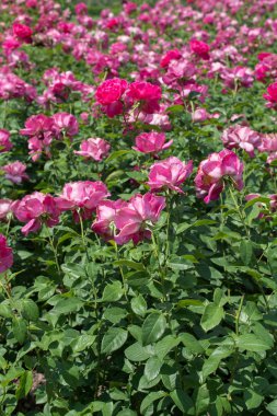 Çiçek arkaplanı gibi güzel renkli güller açıyor.