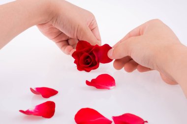 Beyaz arka planda kırmızı gül ve taç yaprakları