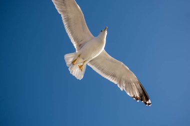 Mavi arka planda uçan tek bir martı.