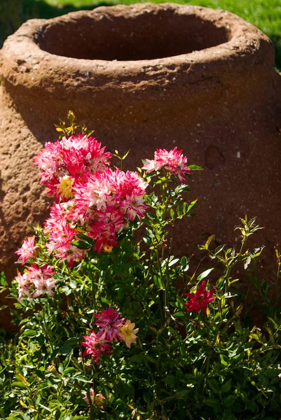 Rosas Color Rosa Lado Una Gran Cerámica Jardín — Foto de Stock